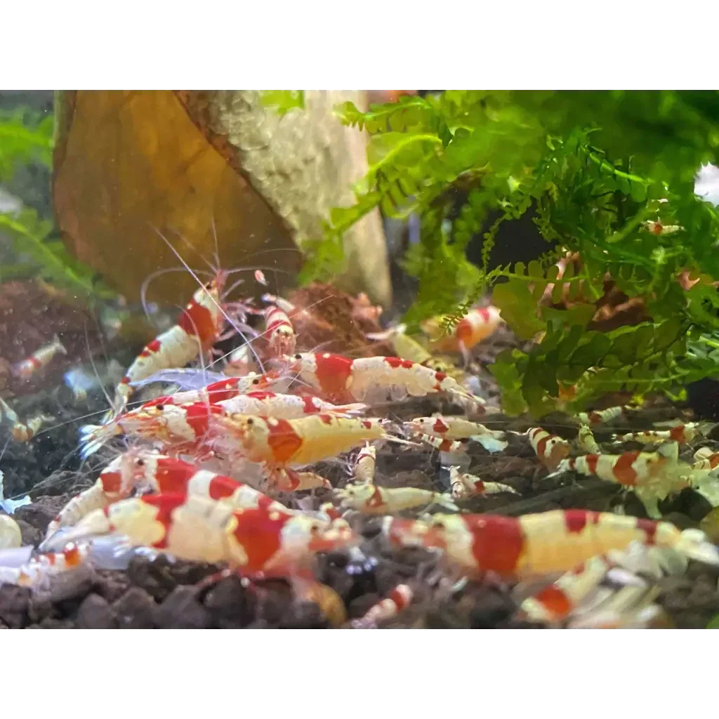 Red and white crystal shrimp.