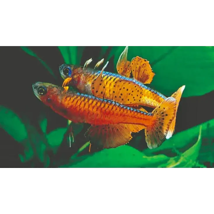 Two colorful fish.