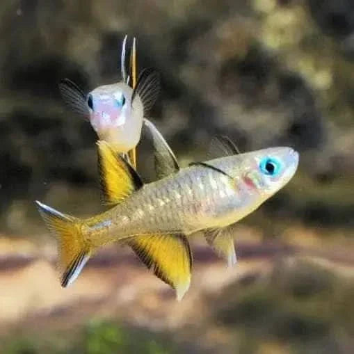 Two iridescent blue-eyed fish.