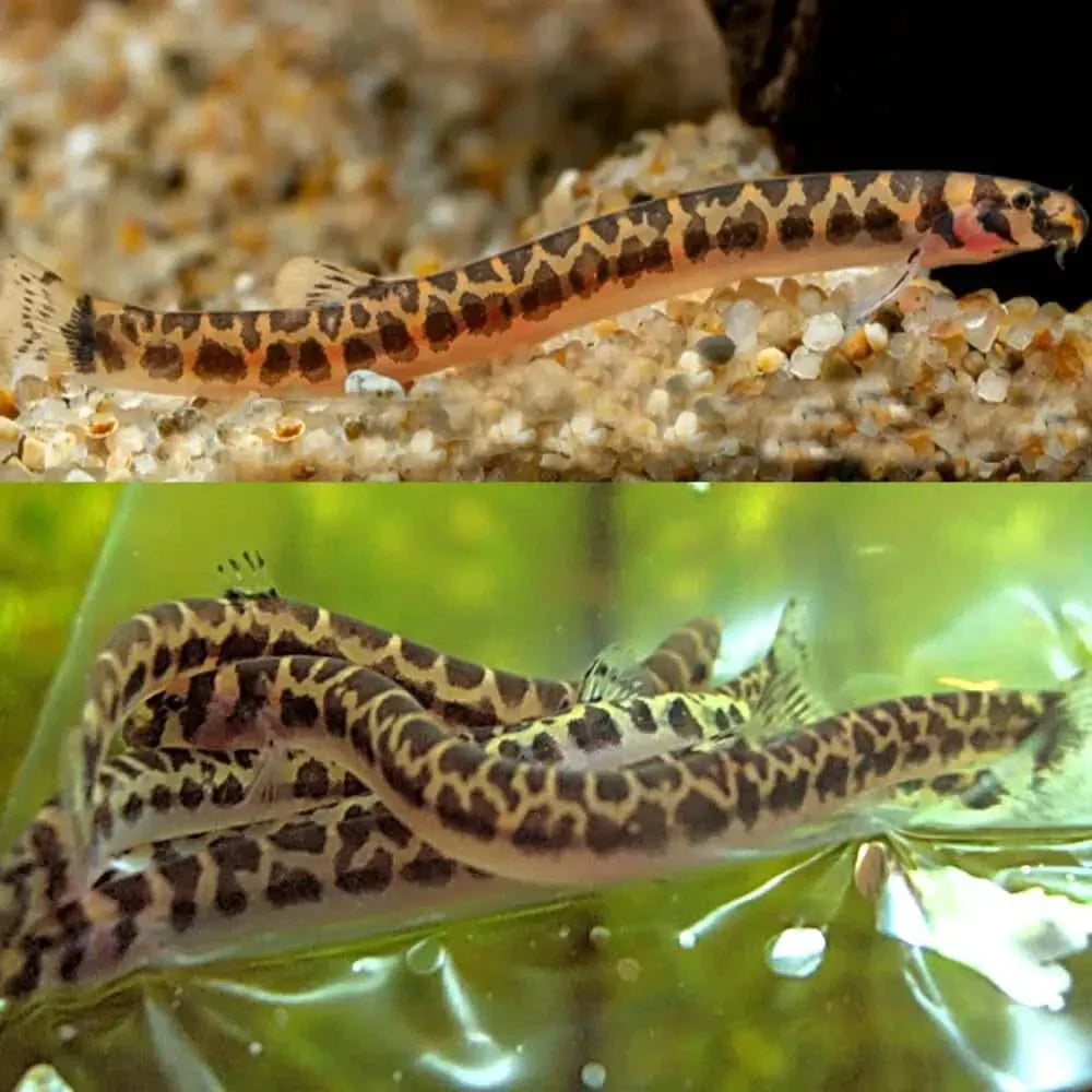 Leopard-patterned kuhli loaches.