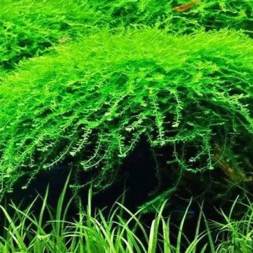Lush green aquatic moss.