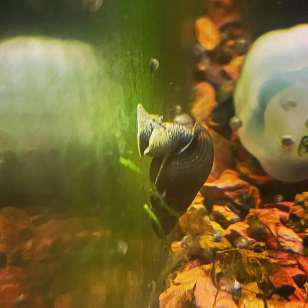 Aquarium snail with textured shell.