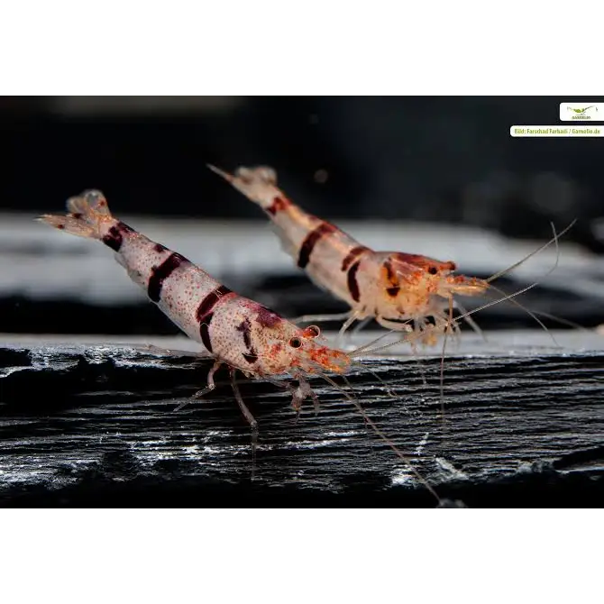 Two red and white striped shrimp.
