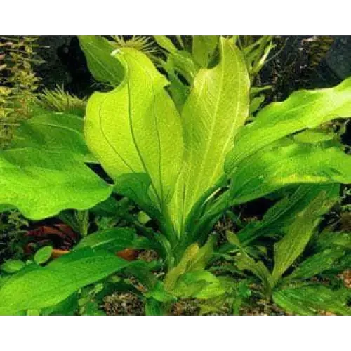 Vibrant green aquatic plant.