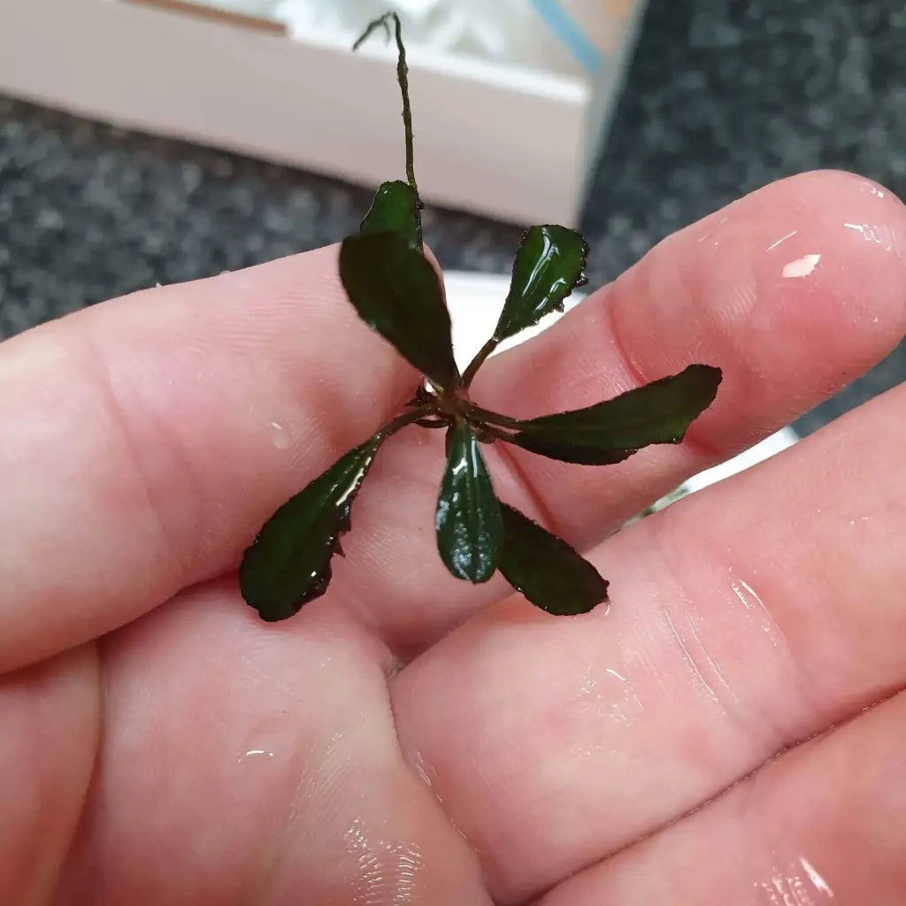 Random Buce Plant with roots