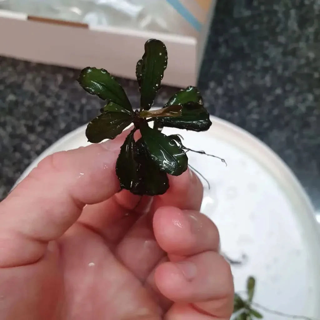 Small aquatic plant held in hand.