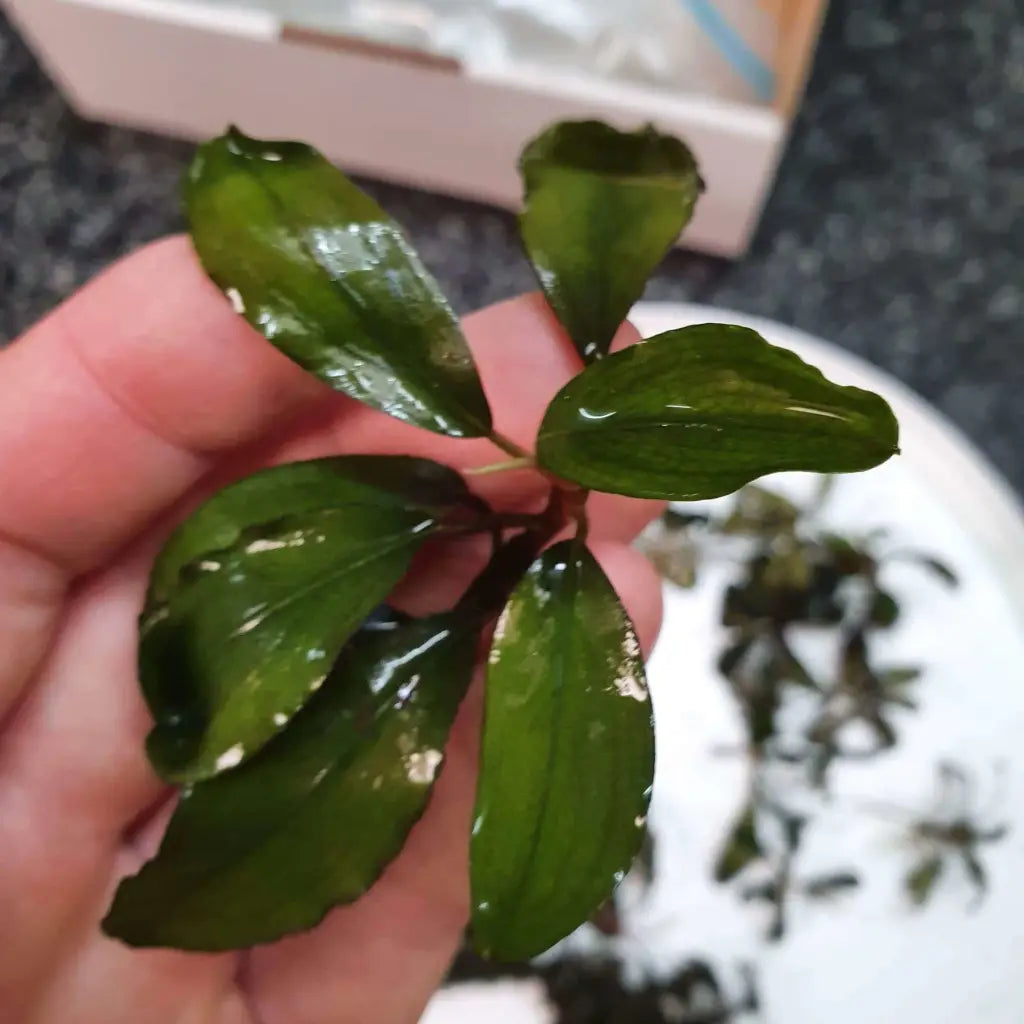 Random Buce Plant with roots