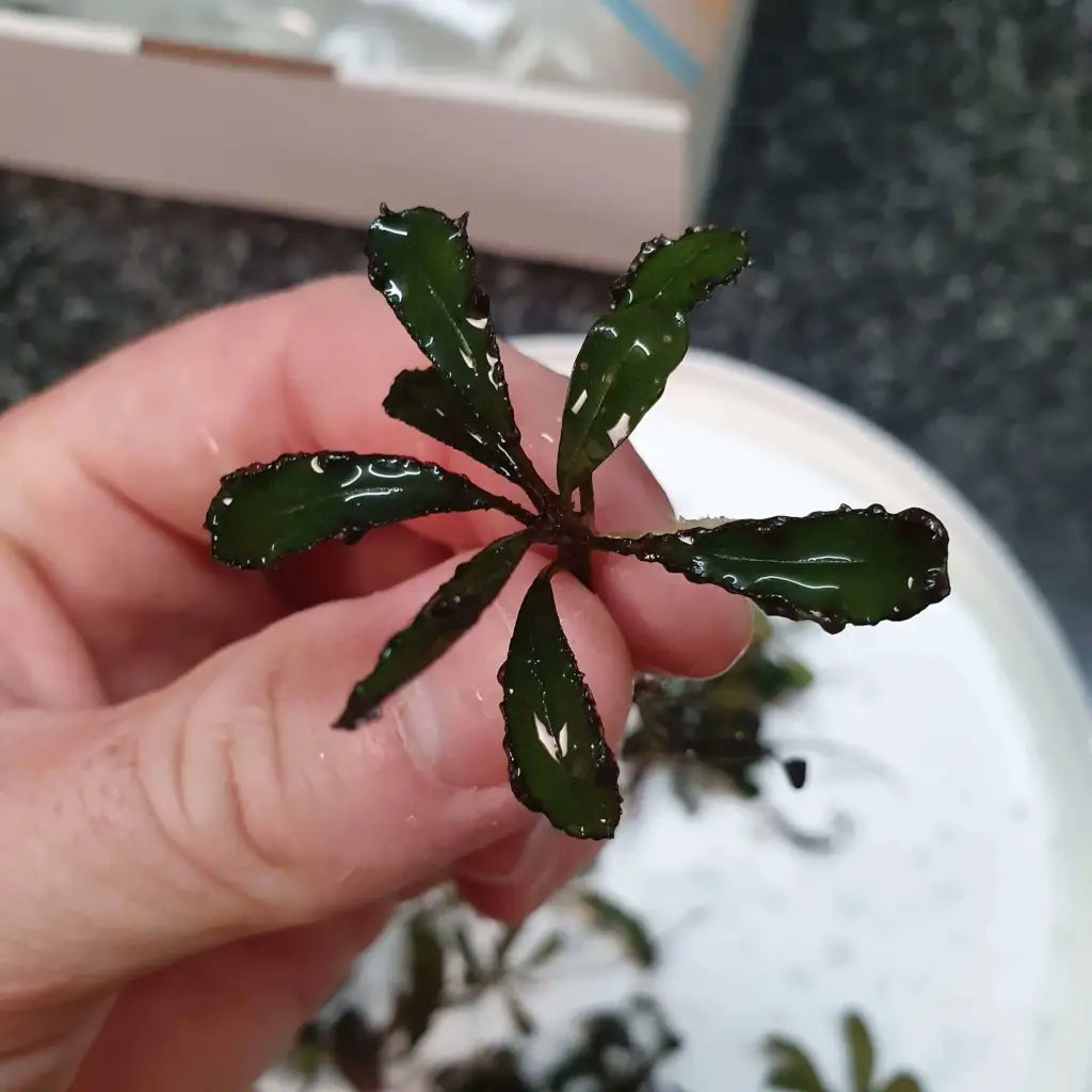 Random Buce Plant with roots