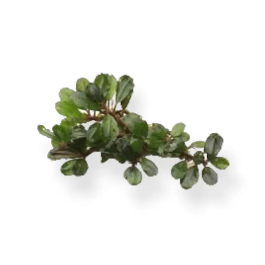Random Buce Plant with roots