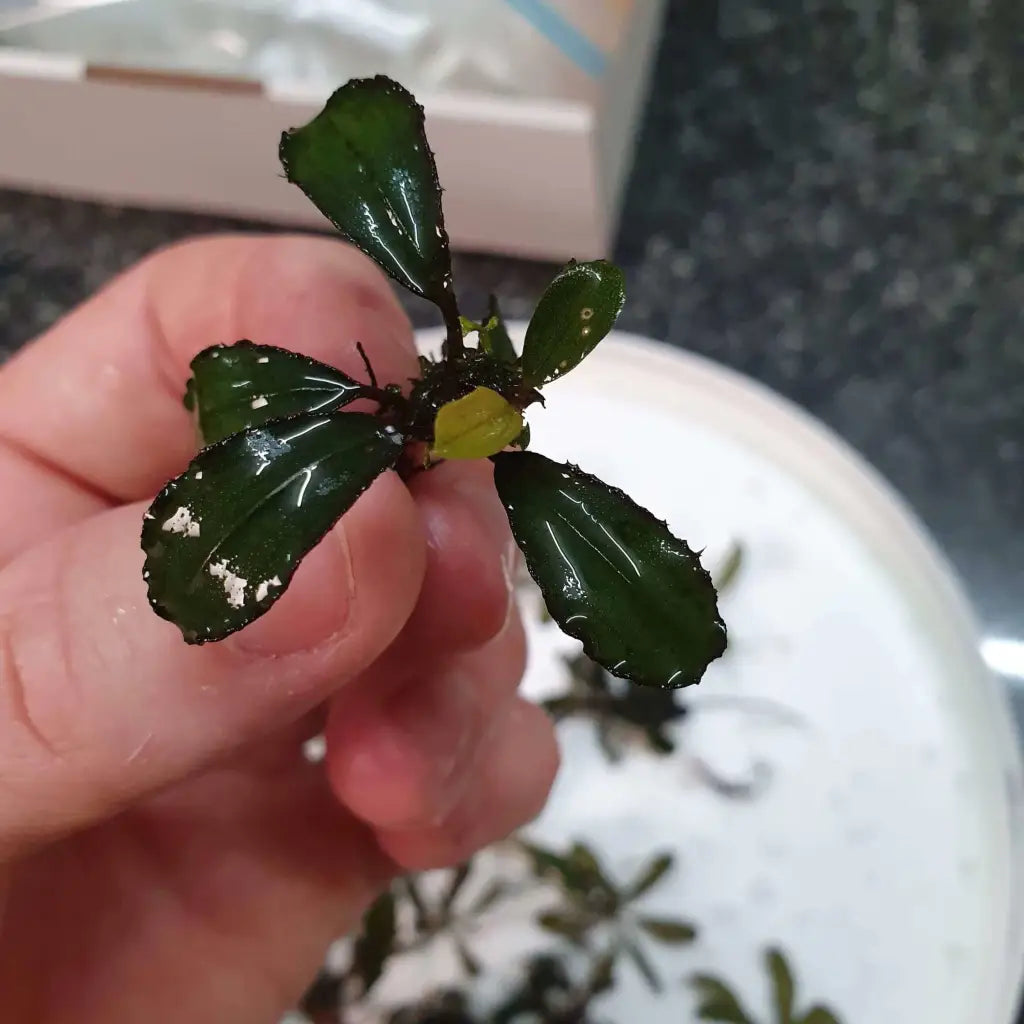 Random Buce Plant with roots