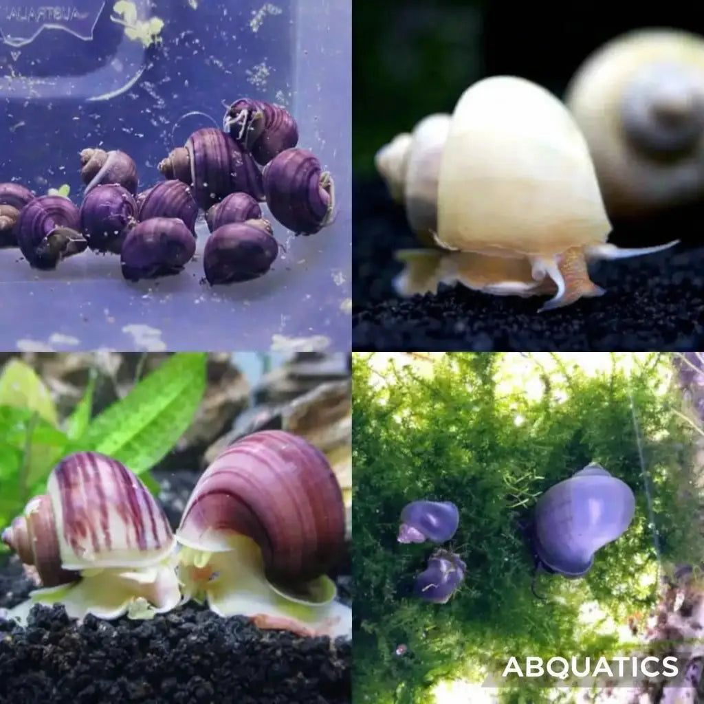 Purple and white striped snail with a glossy, spiraled shell.
