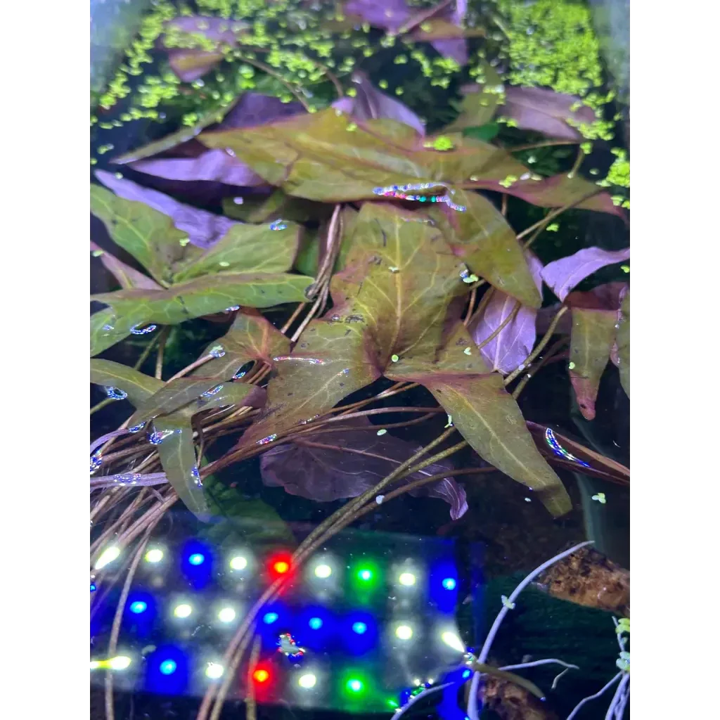 Aquatic plants with reddish-green leaves.
