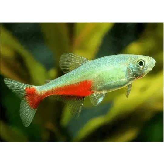 Red-striped, silver-bodied fish.