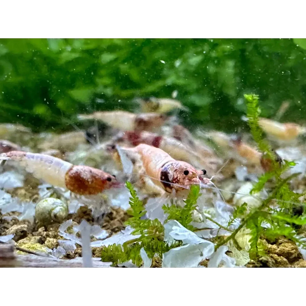 Aquarium shrimp with dark head.