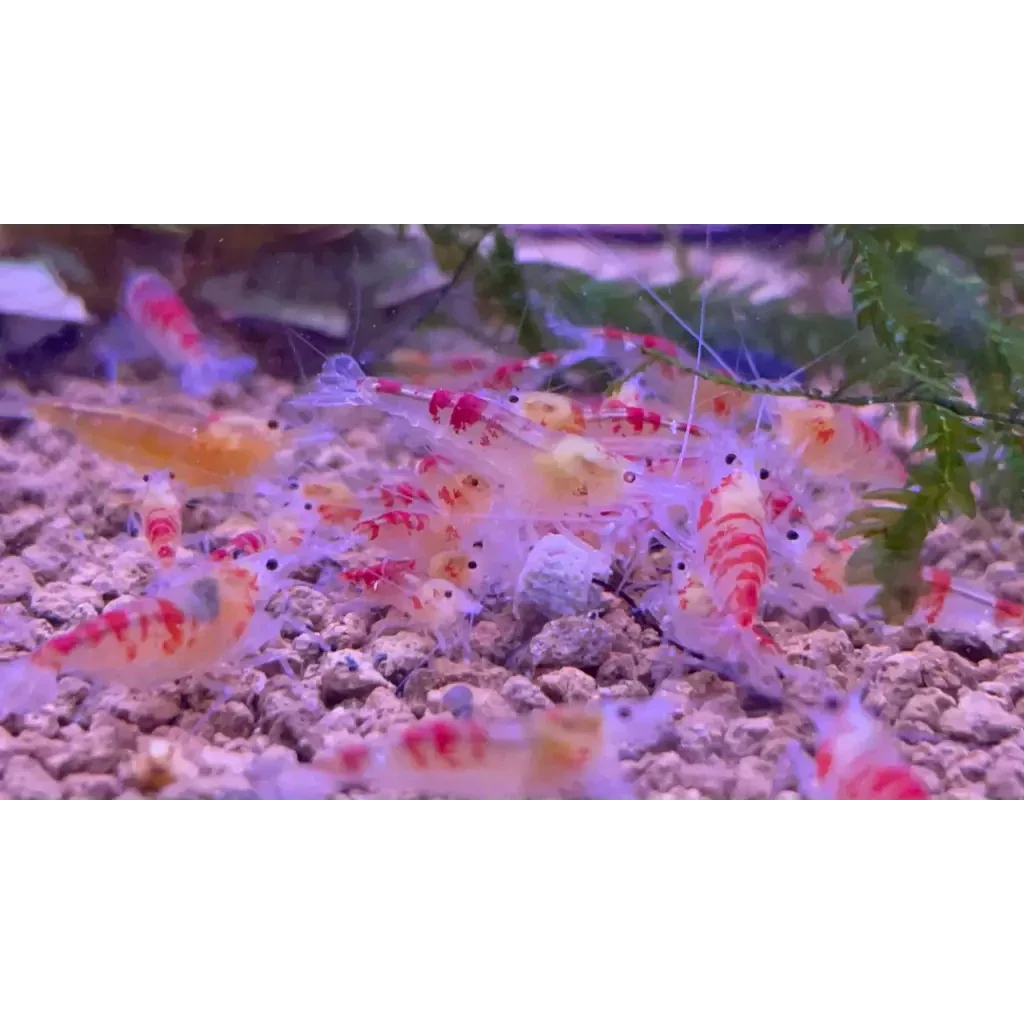 Cluster of red and white shrimp.