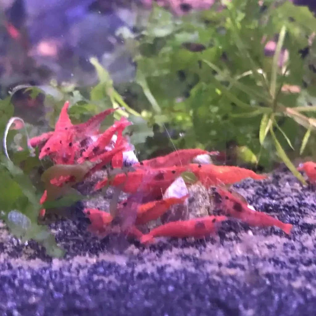 Red cherry shrimp cluster.