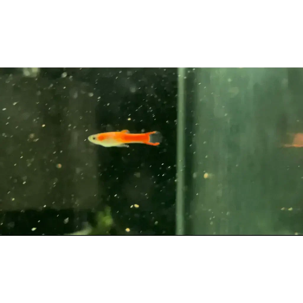 Orange guppy with black tail.