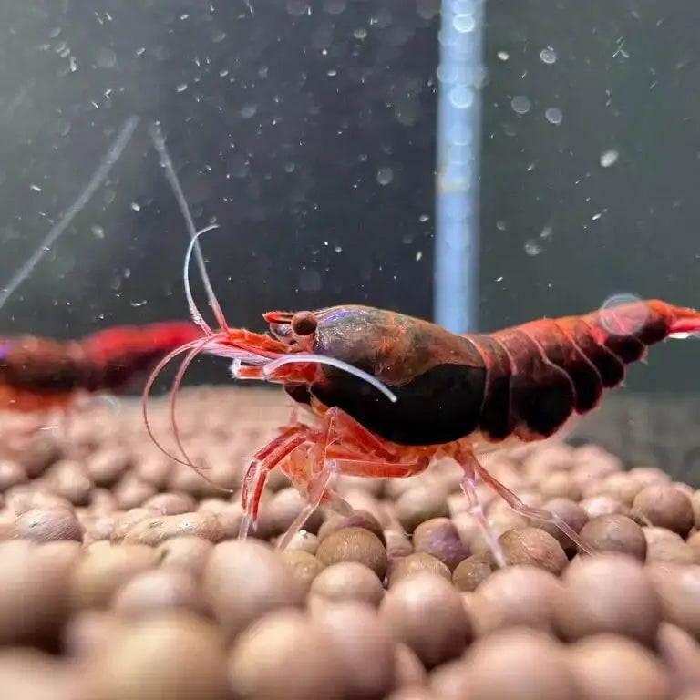 A vibrant red and black shrimp with long, delicate antennae rests on a bed of rounded brown gravel.