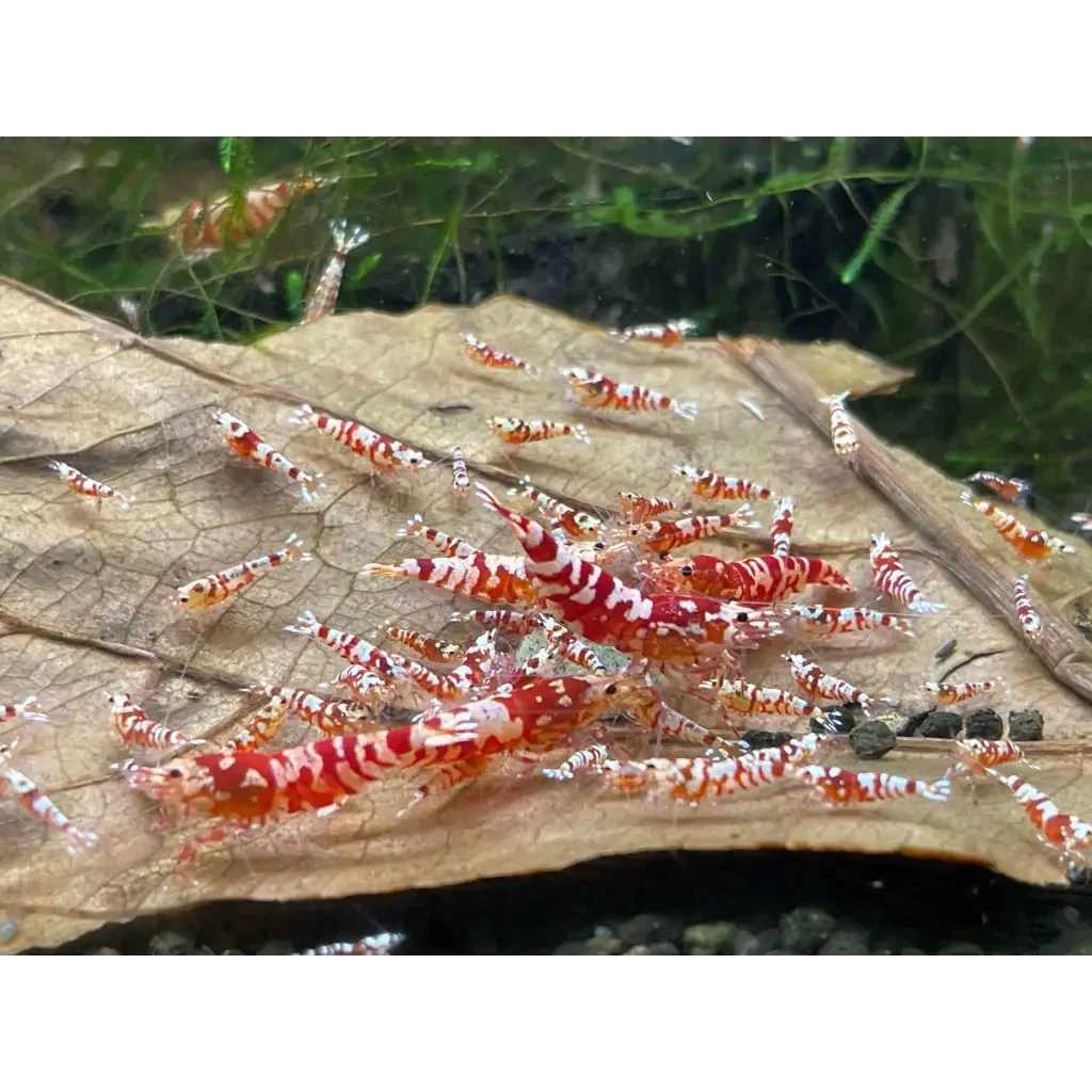 Red and white striped shrimp.
