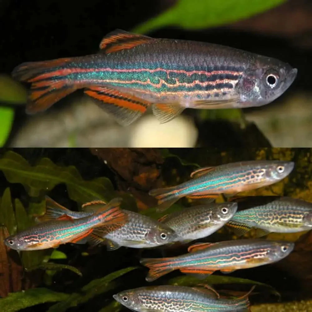 Zebra-striped fish.