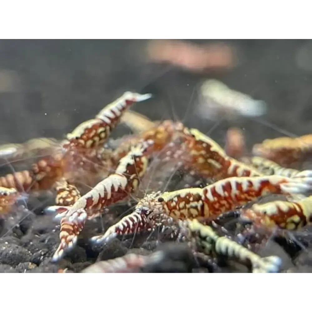 Red and white patterned shrimp.