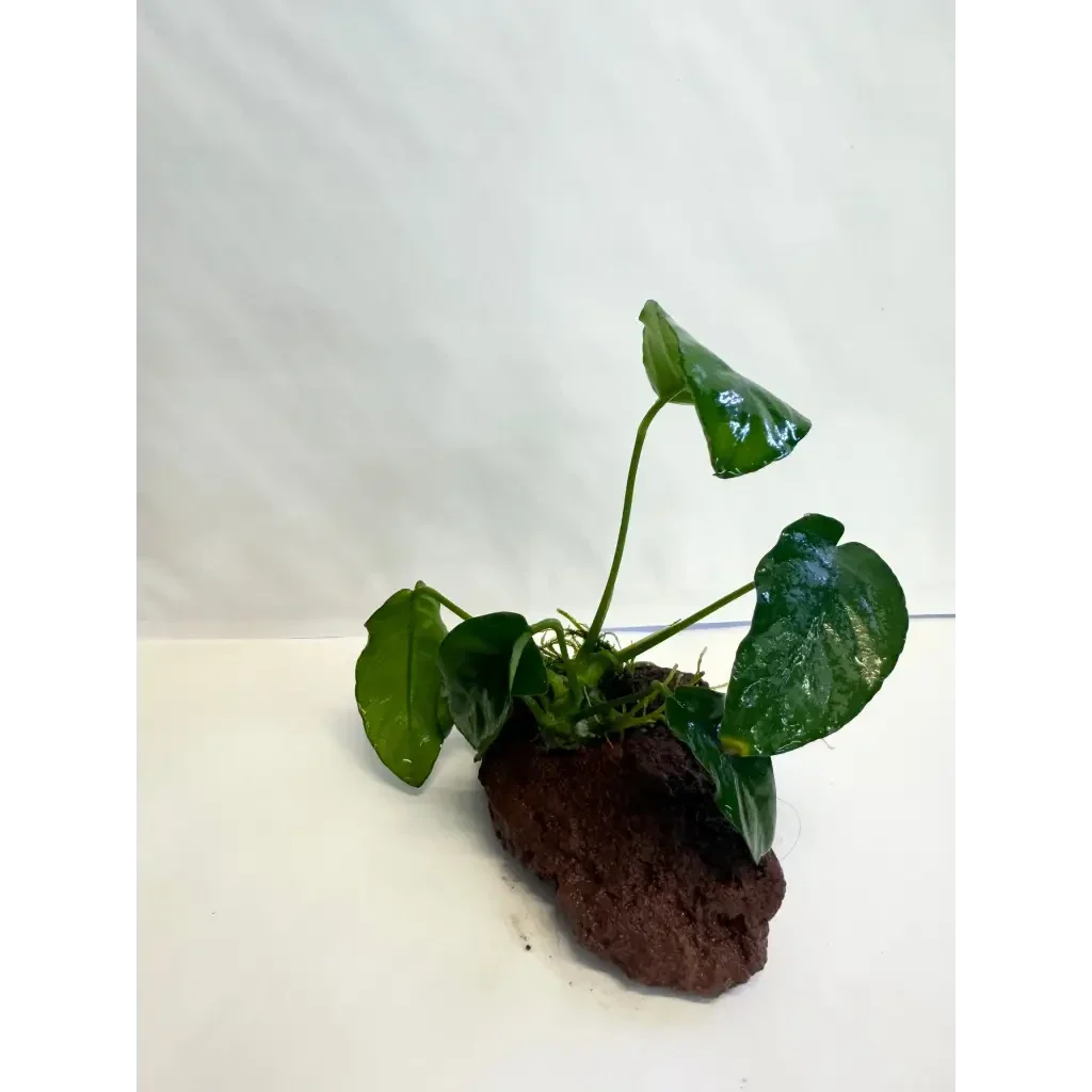 Green plant on brown rock.