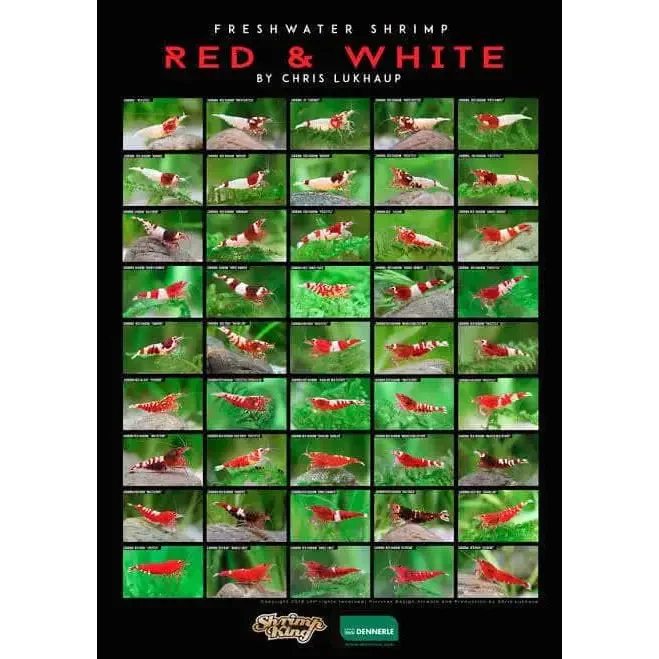 Red and white freshwater shrimp varieties.