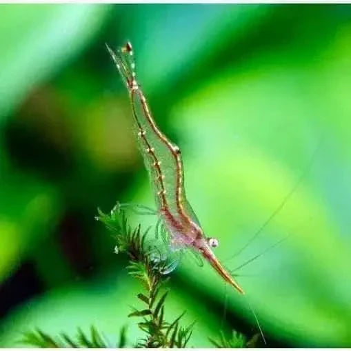 Translucent shrimp with red stripe.