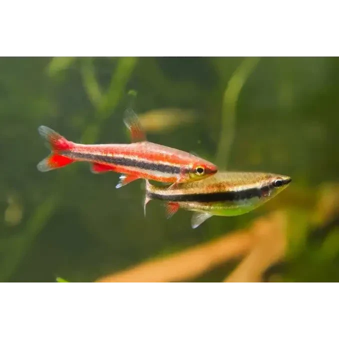 Two colorful fish.