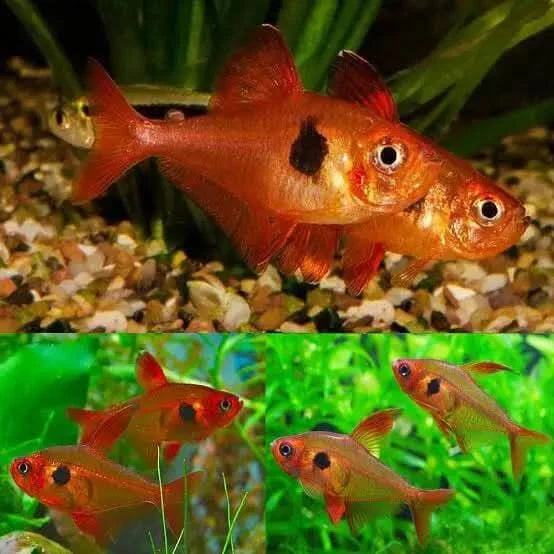 Orange fish with black spot.