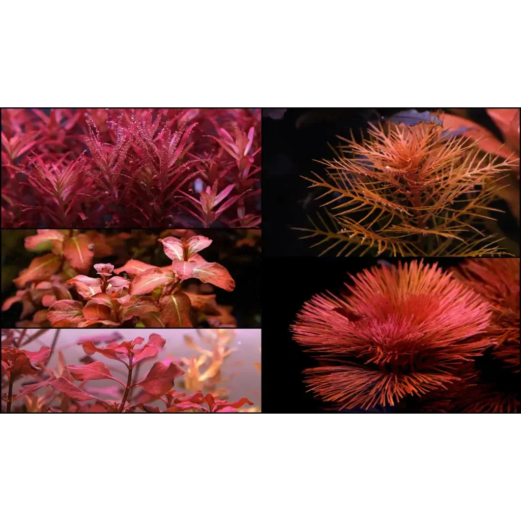 Collage of red aquatic plants.