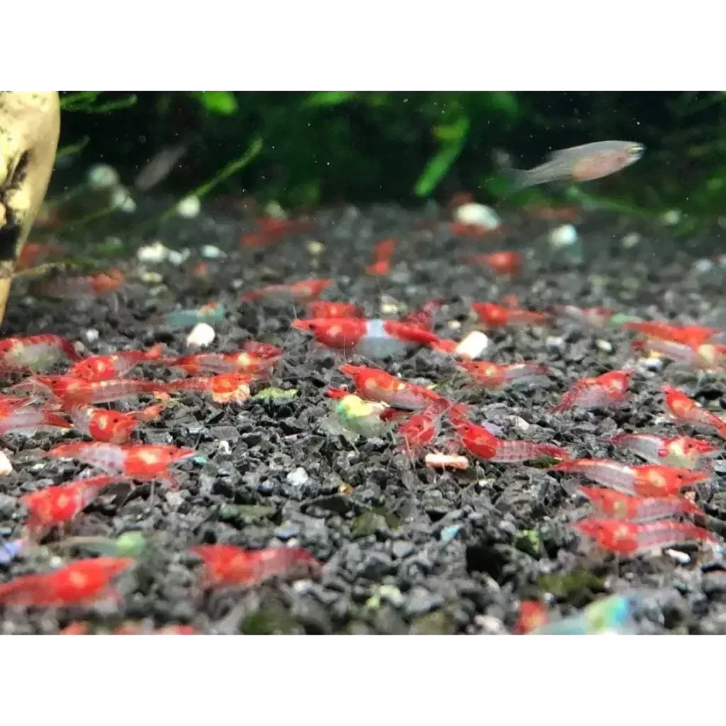 Red cherry shrimp colony.