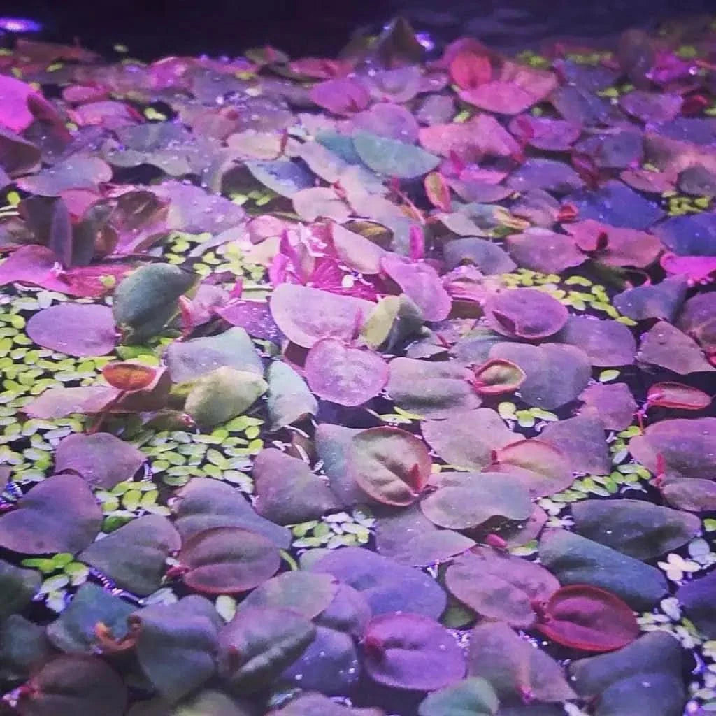 Aquatic plant leaves.