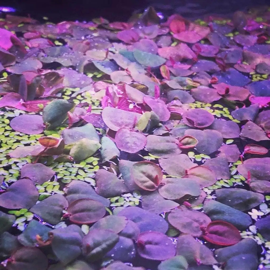 Red Root Floaters