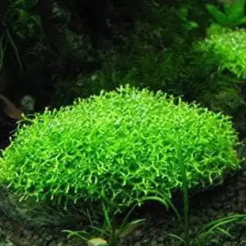 Riccia fluitans - Crystalwort