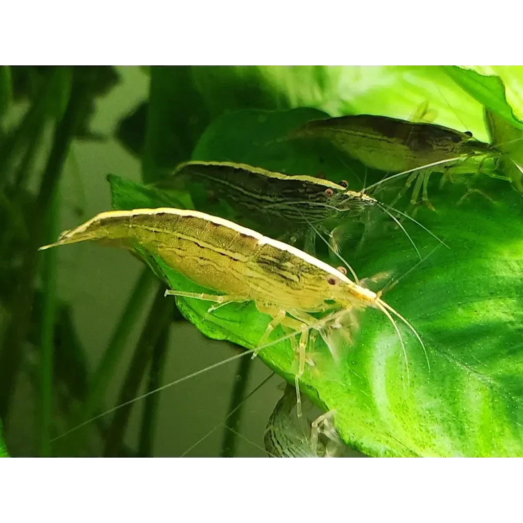 Three freshwater Amano shrimp.