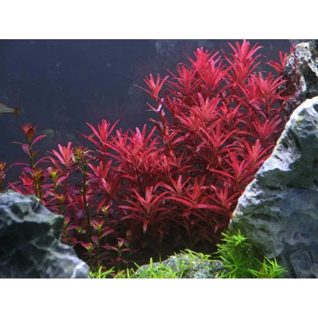 Vibrant red aquatic plants.