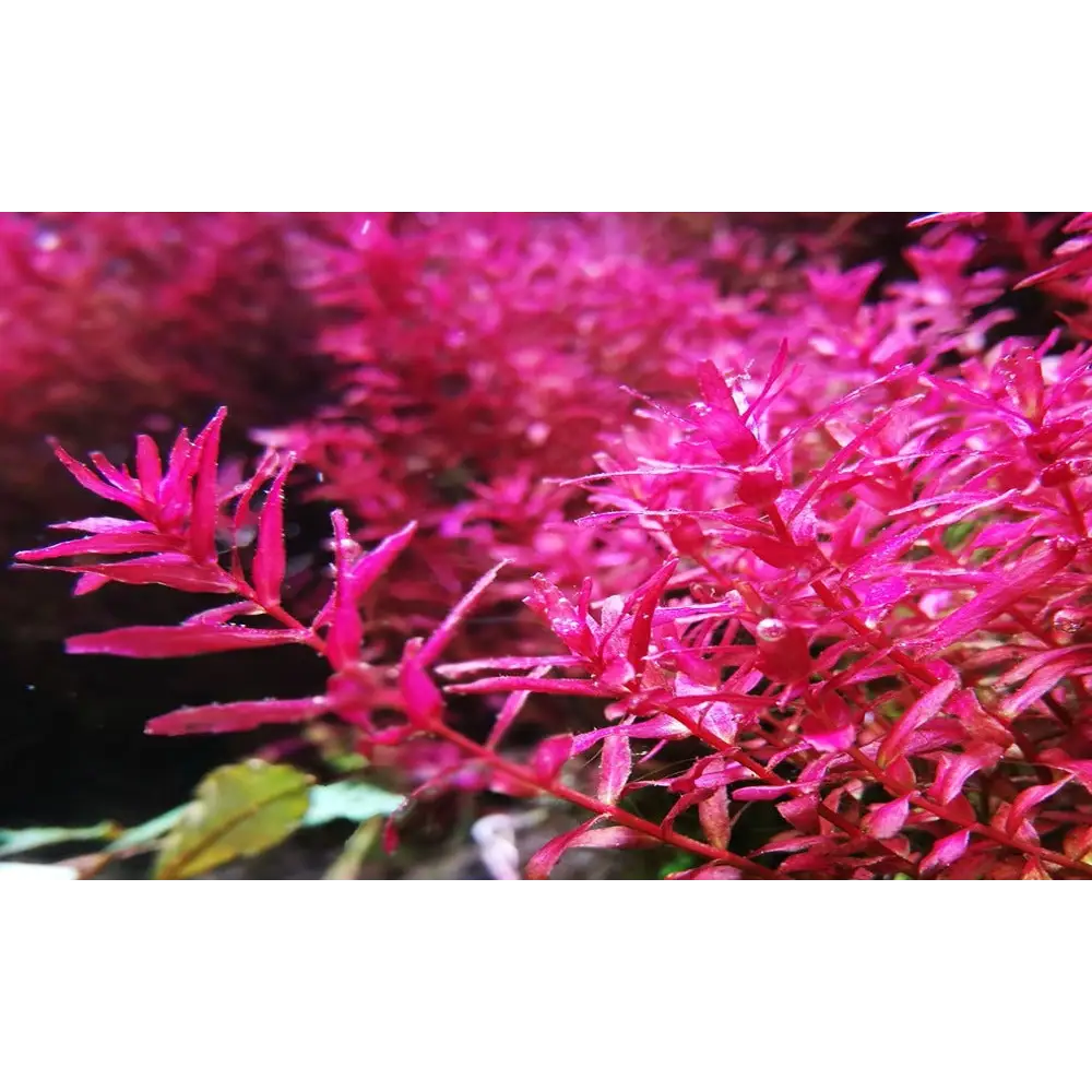 Rotala macranda ’Butterfly’ Pot