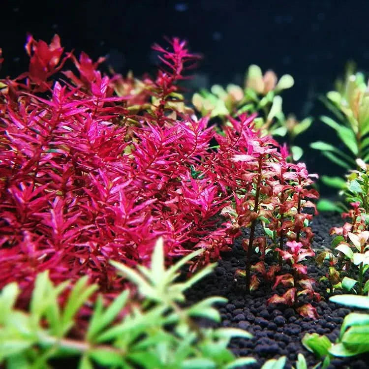 Vibrant red aquarium plants.
