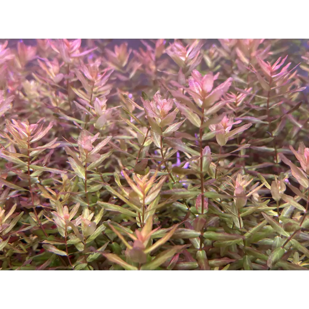 Pink and green aquatic plant with delicate, feathery leaves.