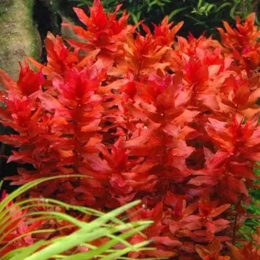 Vibrant red aquatic plant.