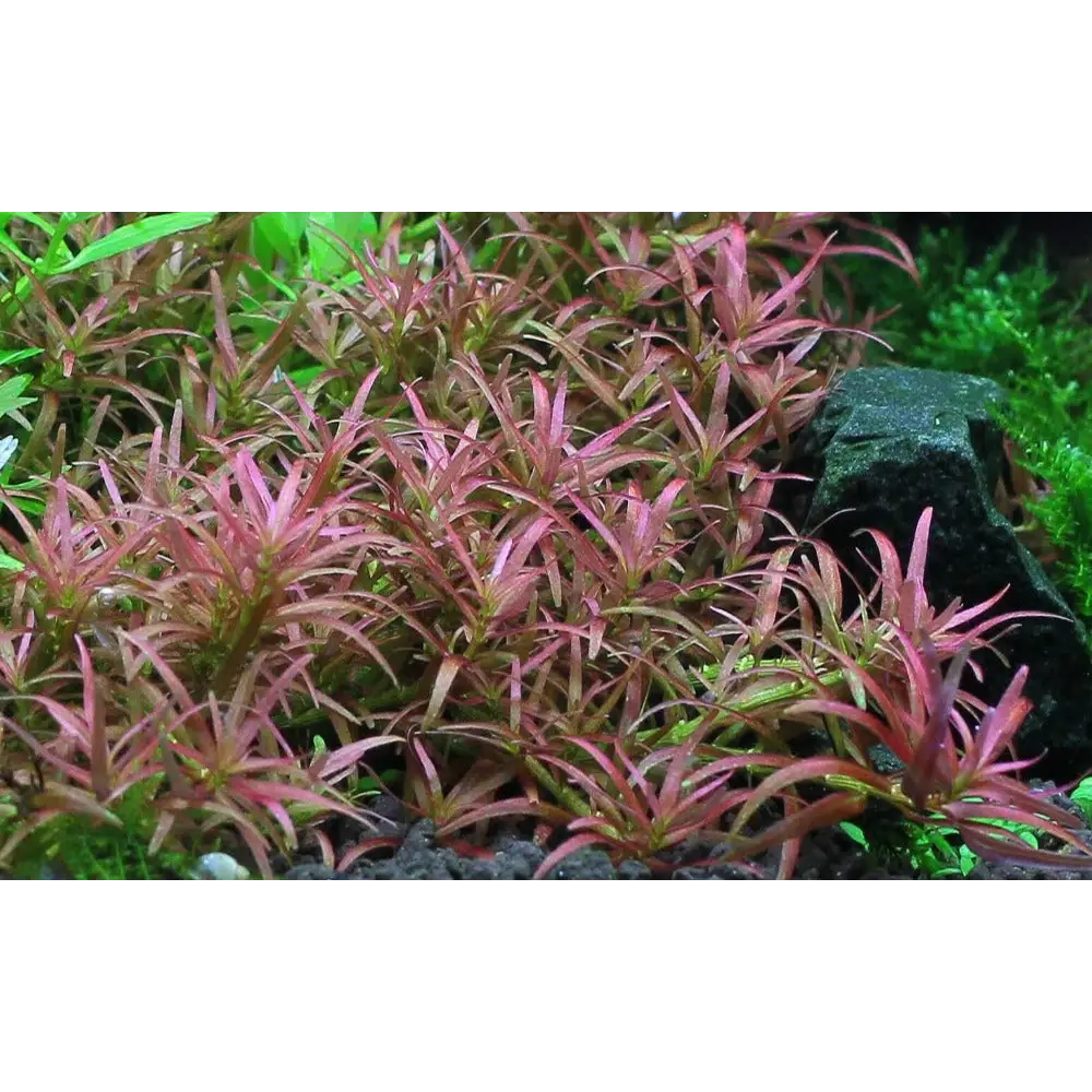 Rotala sp ’Goias’ Pot