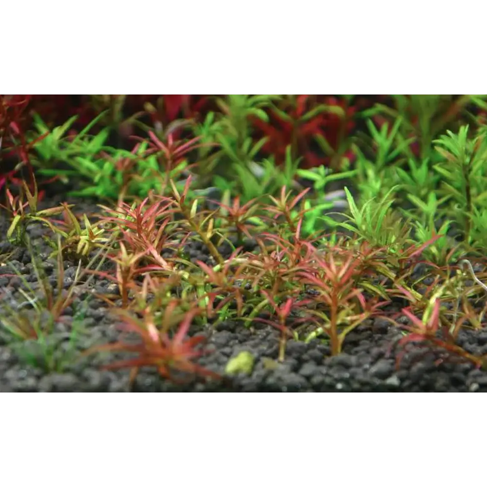 Rotala sp ’Goias’ Pot