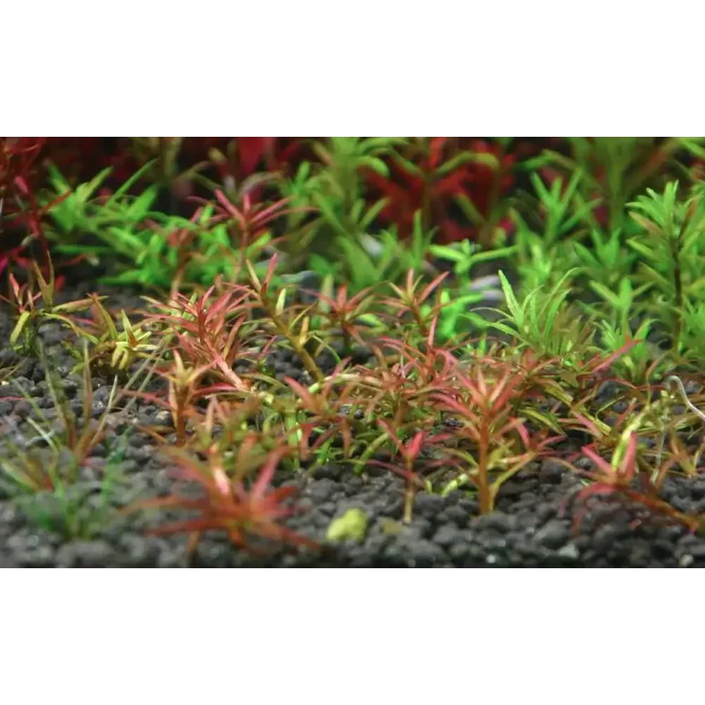 Aquatic plants with red and green leaves.