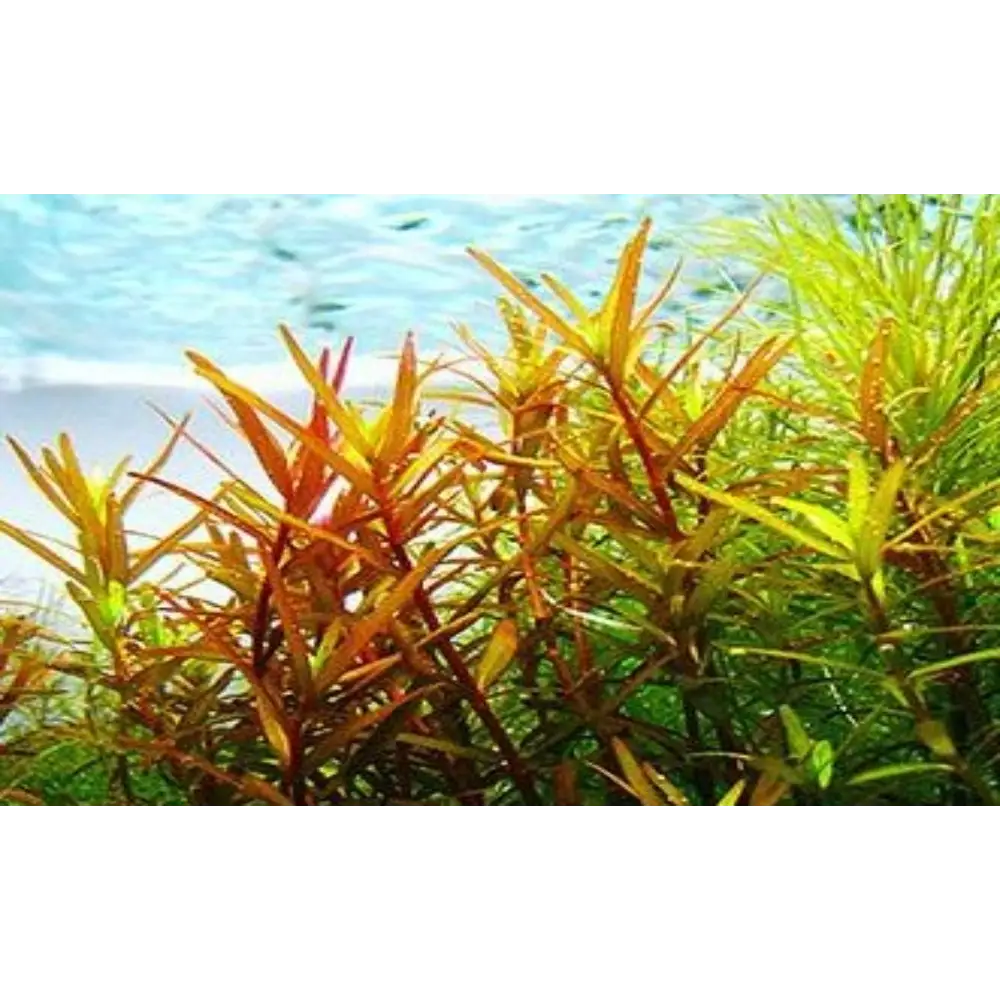 Rotala sp ’H’ra’ Pot
