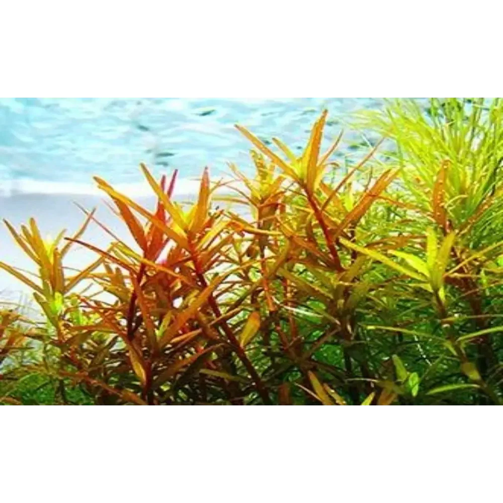Aquatic plants with reddish-orange and green leaves.