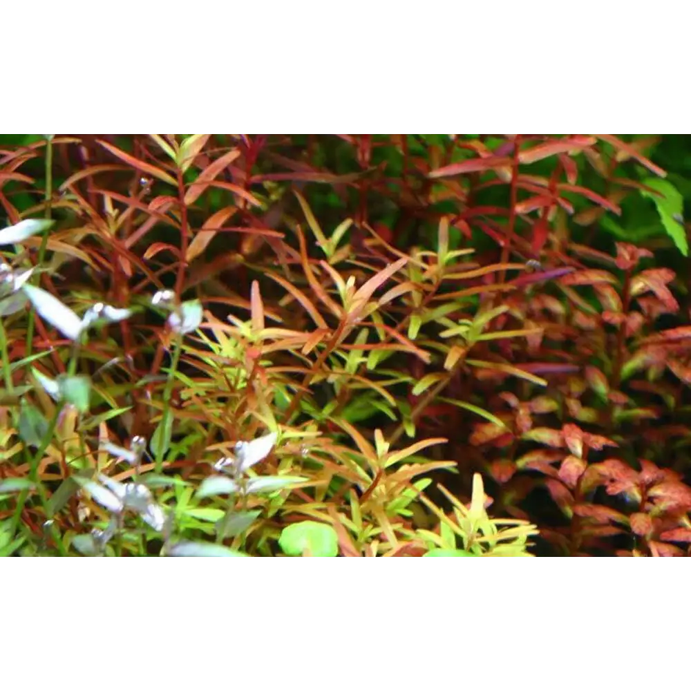 Rotala sp ’H’ra’ Pot