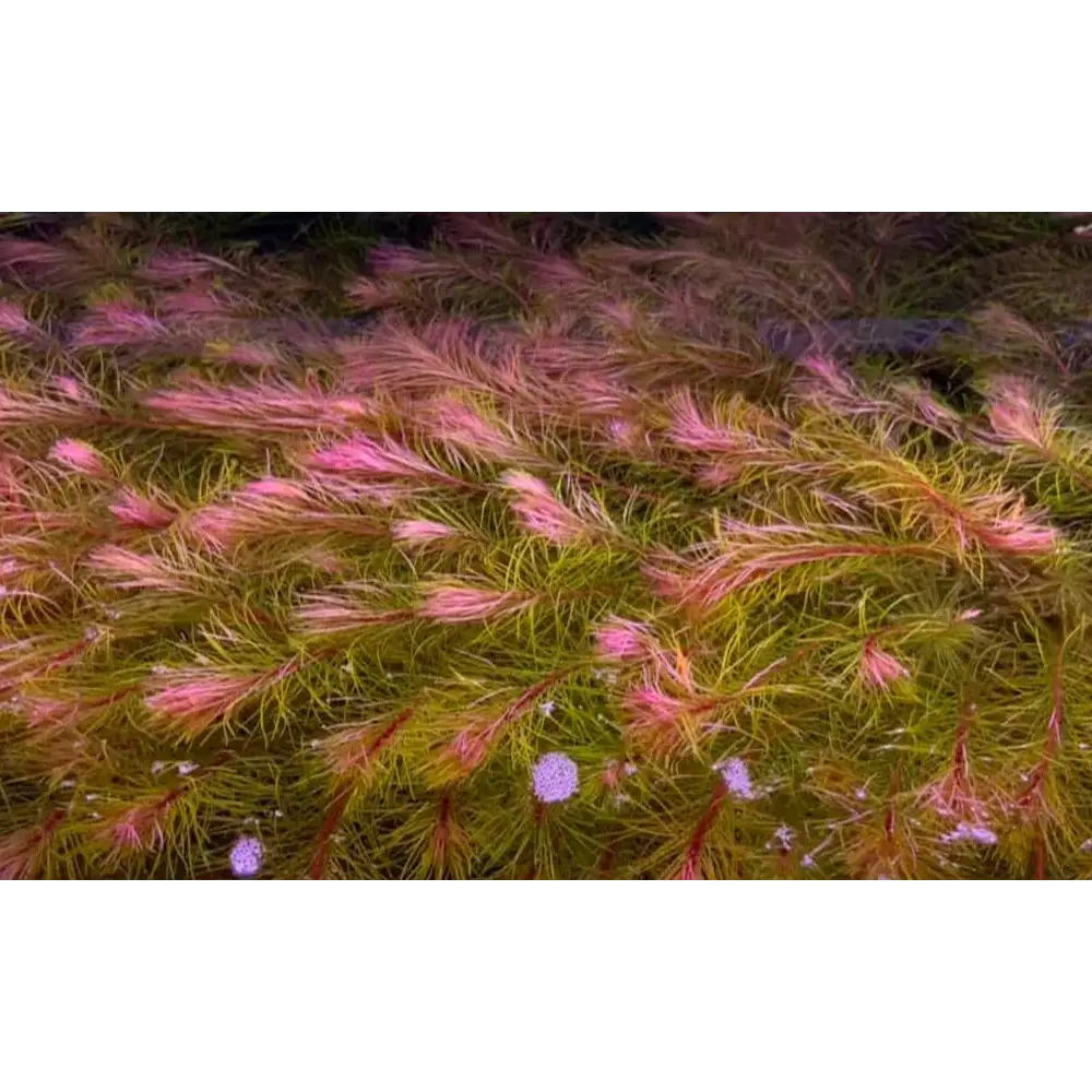ROTALA ’VIETNAM’ Bunch (5-6 Stems)