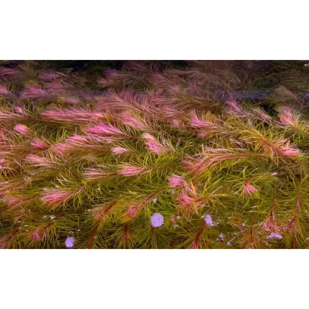 Pink and green aquatic plant.