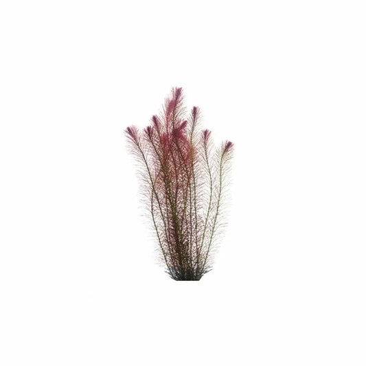 Rotala Wallichi Cuttings